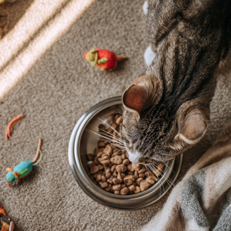 How Often Should You Feed a Cat? Essential Feeding Guidelines