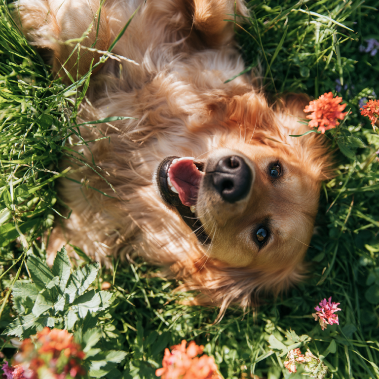 Why Do Dogs Roll on Their Backs? Exploring Canine Behavior