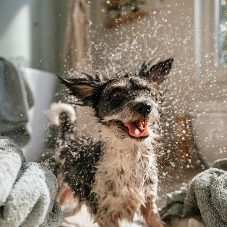 Why Do Dogs Shake Their Bodies? Understanding the Behavior