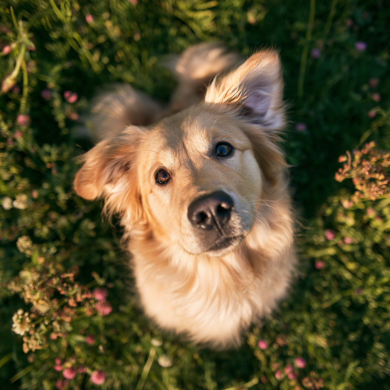 Why Do Dogs Tilt Their Heads? Understanding This Cute Behavior