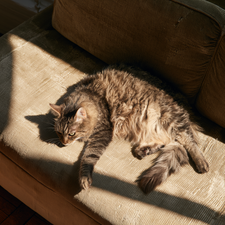 Why Does My Cat Scratch the Furniture?