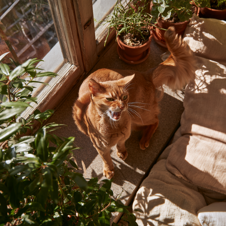 Why Does My Cat Shake Its Tail? Understanding Their Behavior