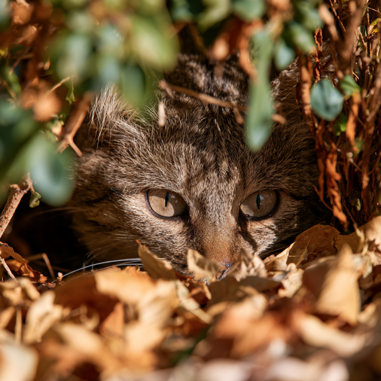 Feral vs. Stray Cats: How to Tell the Difference and How to Help