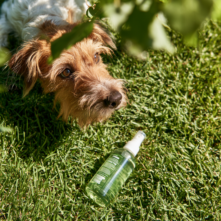 How to Use a Pet Corrector Spray for Better Dog Behavior