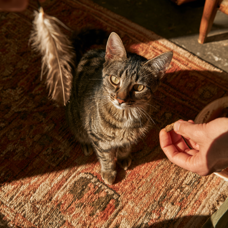 Training Tips: Can You Really Train a Cat?